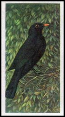 5 Blackbird
